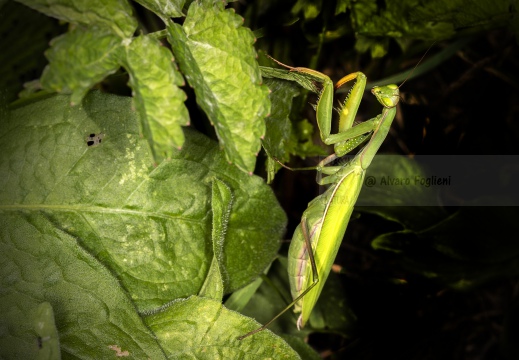 Mantide religiosa - Mantis religiosa - Praying mantis