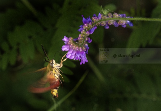  SFINGE DEL GALIO o sfinge colibrì (Macroglossum stellatarum) - Alta Valle Staffora (PV)