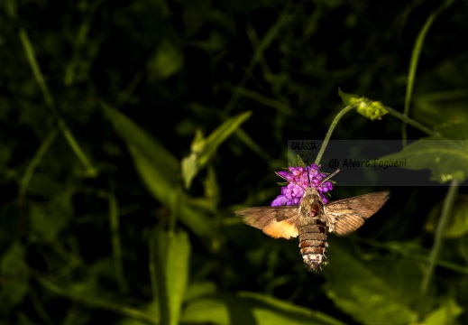  SFINGE DEL GALIO o sfinge colibrì (Macroglossum stellatarum) - Alta Valle Staffora (PV)