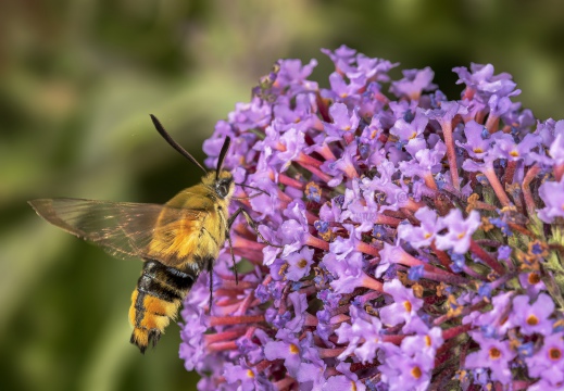  SFINGE DEL GALIO o sfinge colibrì (Macroglossum stellatarum) - Alta Valle Staffora (PV) 