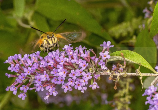  SFINGE DEL GALIO o sfinge colibrì (Macroglossum stellatarum) - Alta Valle Staffora (PV) 