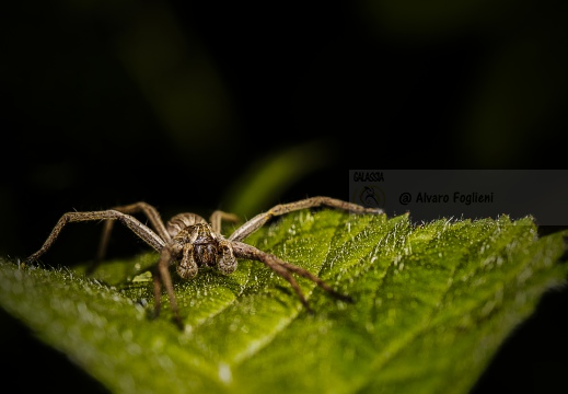 RAGNO LUPO - Lycosidae