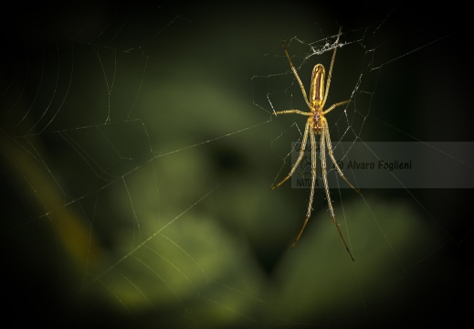 Tetragnatha 