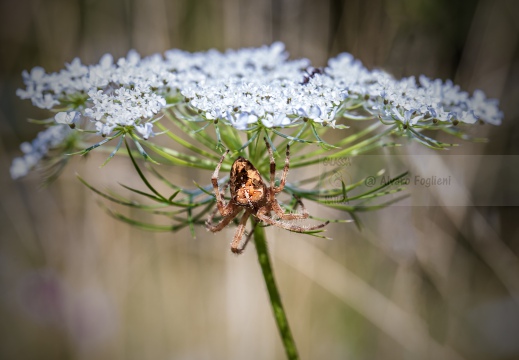 Araneus diadematus   