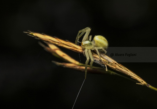 RAGNO GRANCHIO - Misumena vatia 