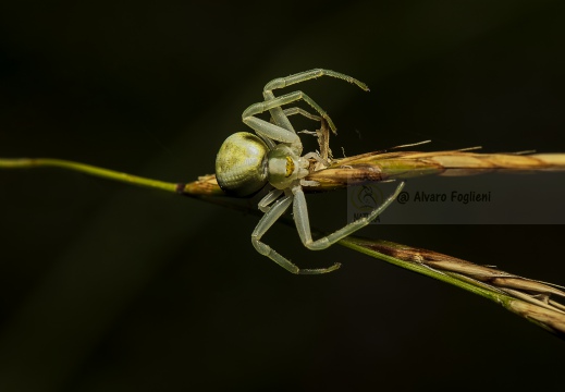 RAGNO GRANCHIO - Misumena vatia  