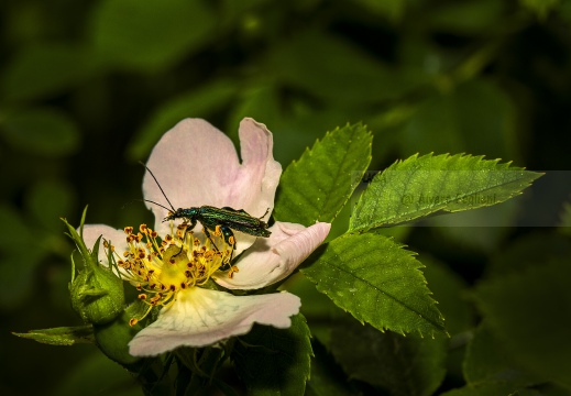 SCARABEO FALSO DELL'OLIO - Oedemera nobilis 