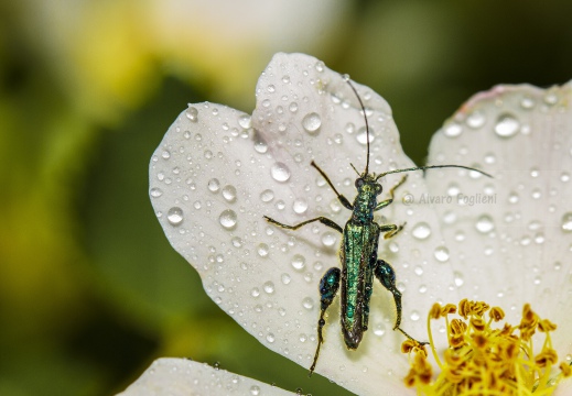 Oedemera nobilis 