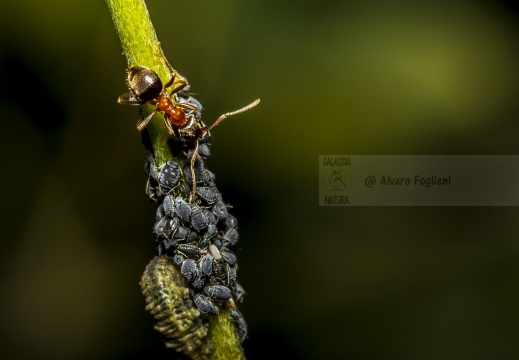 Afidi-e-formiche