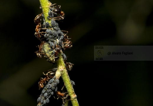 Afidi-e-formiche
