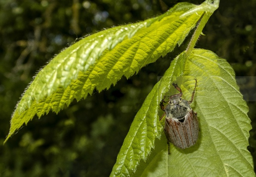 MAGGIOLINO DELL'IPPOCASTANO; Melolontha hippocastani