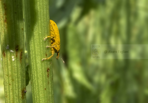 Curculionoidea