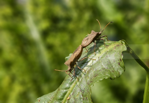 Coreus marginatus in accoppiamento