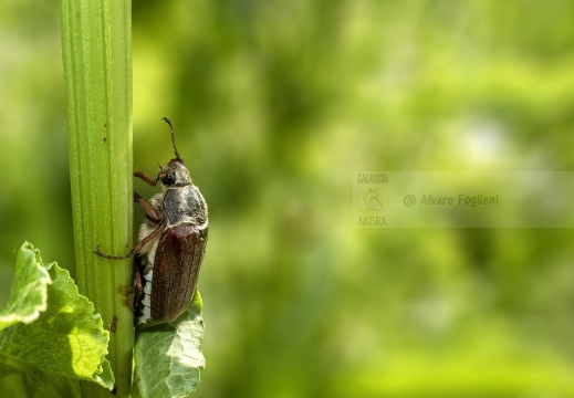 MAGGIOLINO FORESTALE - Melolontha hippocastani