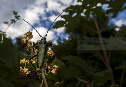 Callipogos relictus  