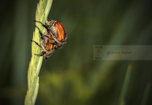 MAGGIOLINO FORESTALE - Melolontha hippocastani 
