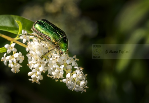 Cetonia dorata