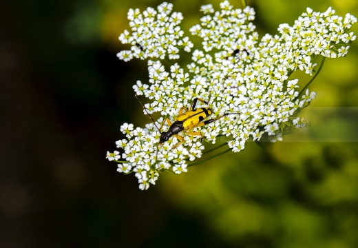 Rutpela maculata