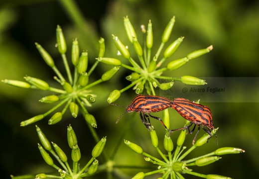 Graphosoma lineatum