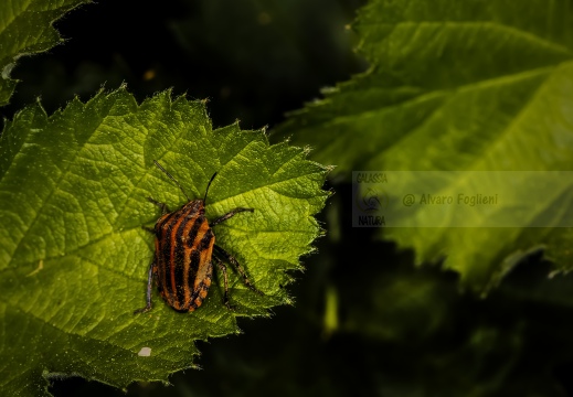 Graphosoma lineatum