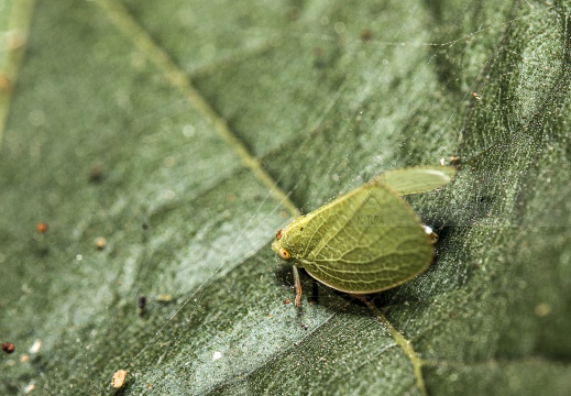 Cicadellidae 