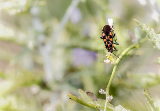 Spilostethus saxatilis