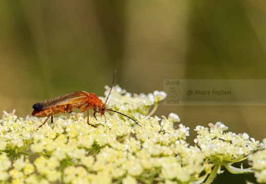 Rhagonycha fulva - Coleottero soldato russo comune