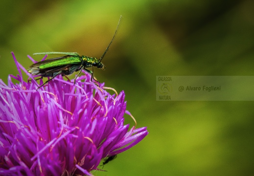 Oedemera nobilis - Scarabeo falso dell'olio