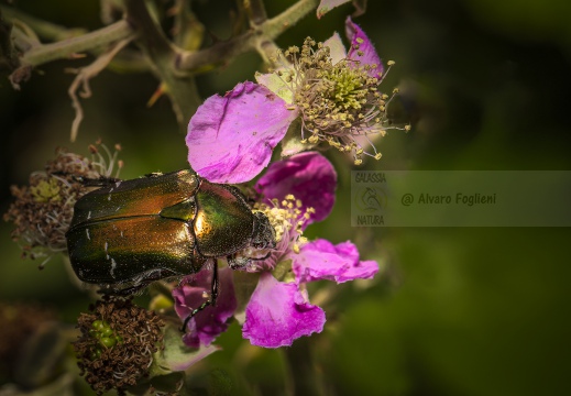 Cetonia dorata