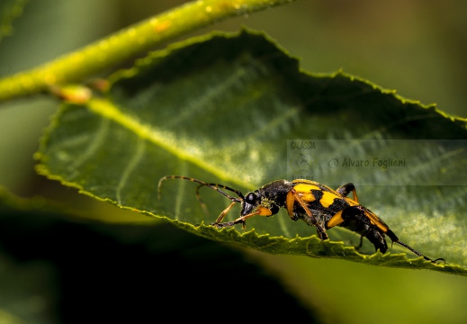 Rutpela maculata