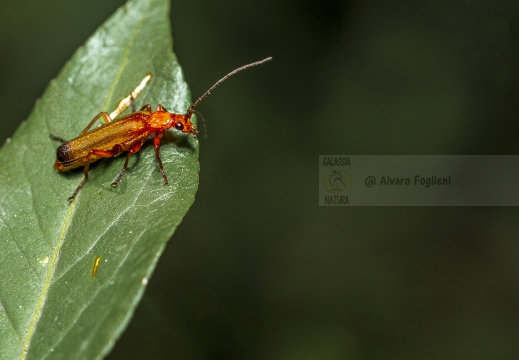 Rhagonycha fulva - Coleottero soldato russo comune