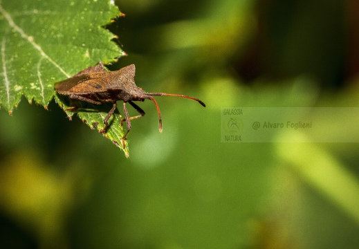 Coreus marginatus