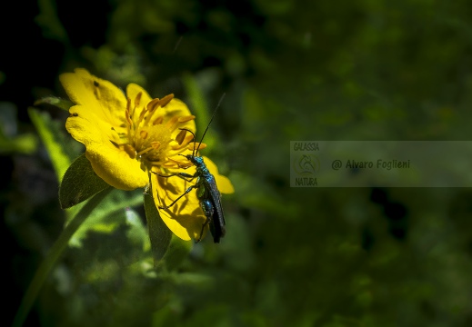 Oedemera nobilis - Scarabeo falso dell'olio