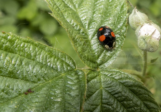 COCCINELLA DEL PINO - Exochomus quadripustulatus