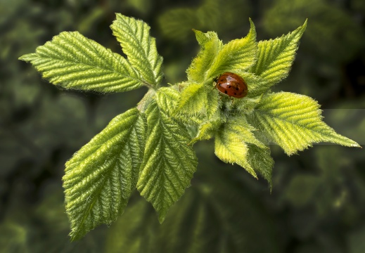 COCCINELLA ARLECCHINO - Harmonia axyridis