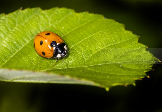 COCCINELLA ARLECCHINO - Harmonia axyridis