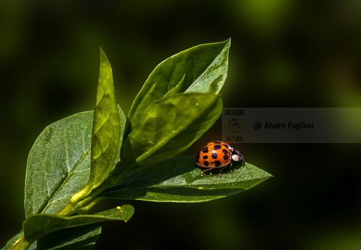 COCCINELLA ARLECCHINO - Harmonia axyridis