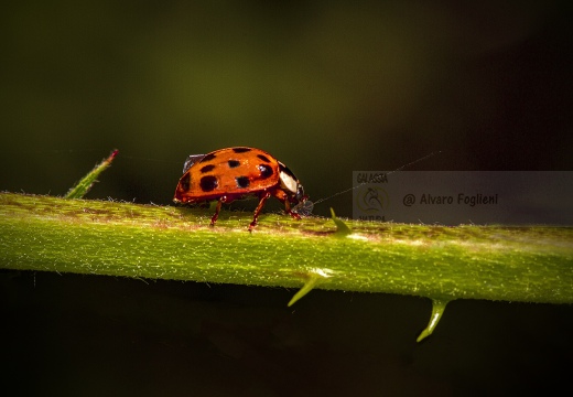 COCCINELLA ARLECCHINO - Harmonia axyridis