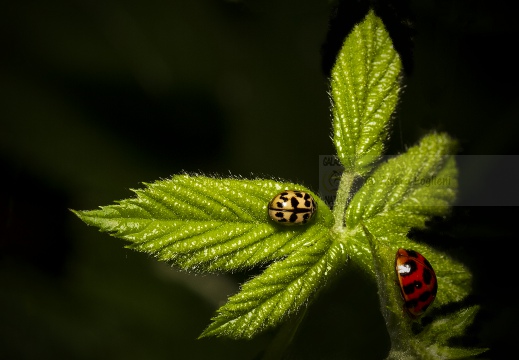 Oenopia conglobata