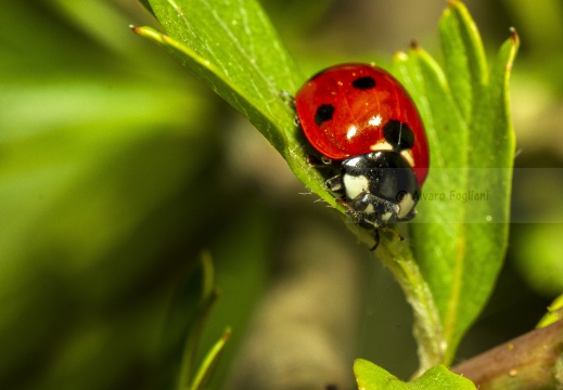 COCCINELLA SETTE PUNTI - Coccinella septempunctata