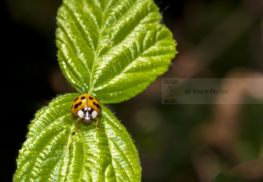 Coccinella Oenopia conglobata su foglia verde 