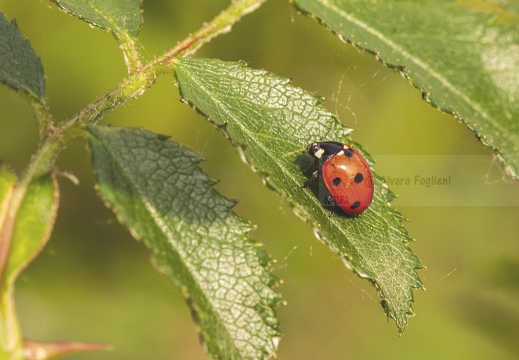 COCCINELLA SETTE PUNTI - Coccinella septempunctata