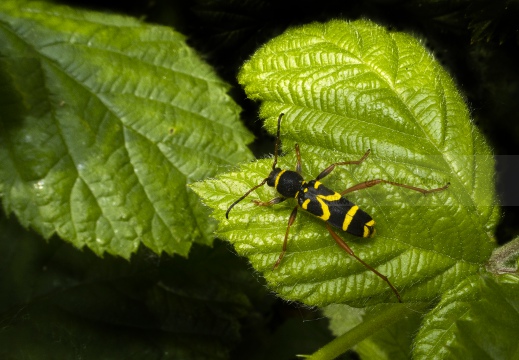 Clytus arietis - Scarabeo vespa