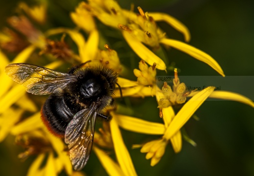 BOMBO; Bumblebee; Bombus