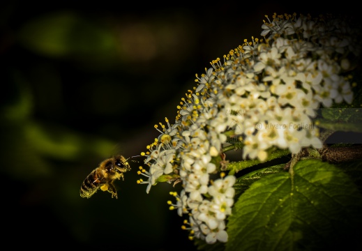 Ape nera europea - Apis mellifera mellifera