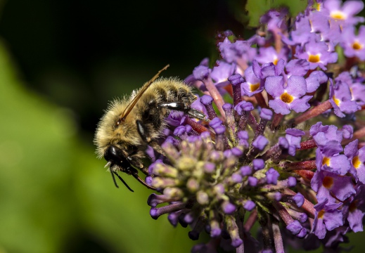 Bombo sylvarum - Ape cardatore di Centaurea