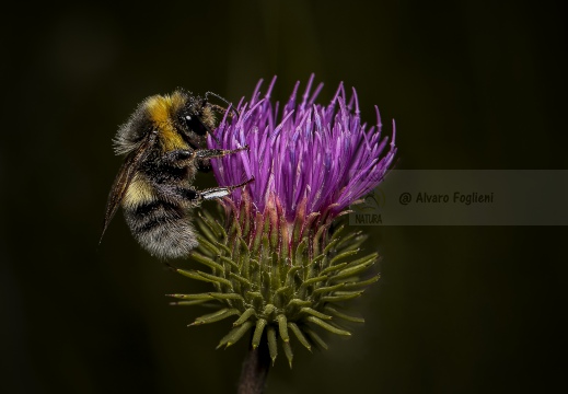 Bombus bohemicus - Calabrone del gypsy