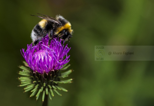 Bombus lucorum - Calabrone dalla coda bianca