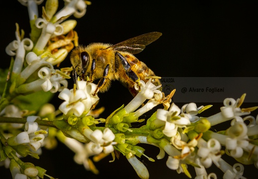 Ape europea - Apis mellifera - Honey bee