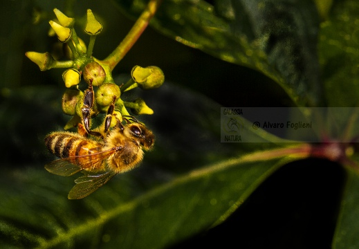 Ape europea - Apis mellifera - Honey bee